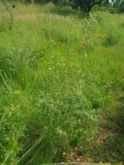 Indigofera zeyheri