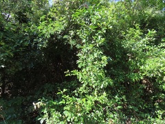 Artabotrys monteiroae