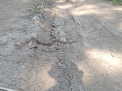 Crotalus polystictus