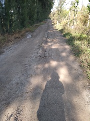 Crotalus polystictus