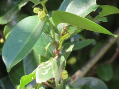 Artabotrys monteiroae