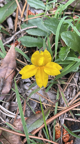 Goodenia lanata, photograph 4
