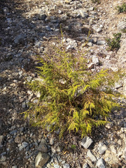 Juniperus flaccida