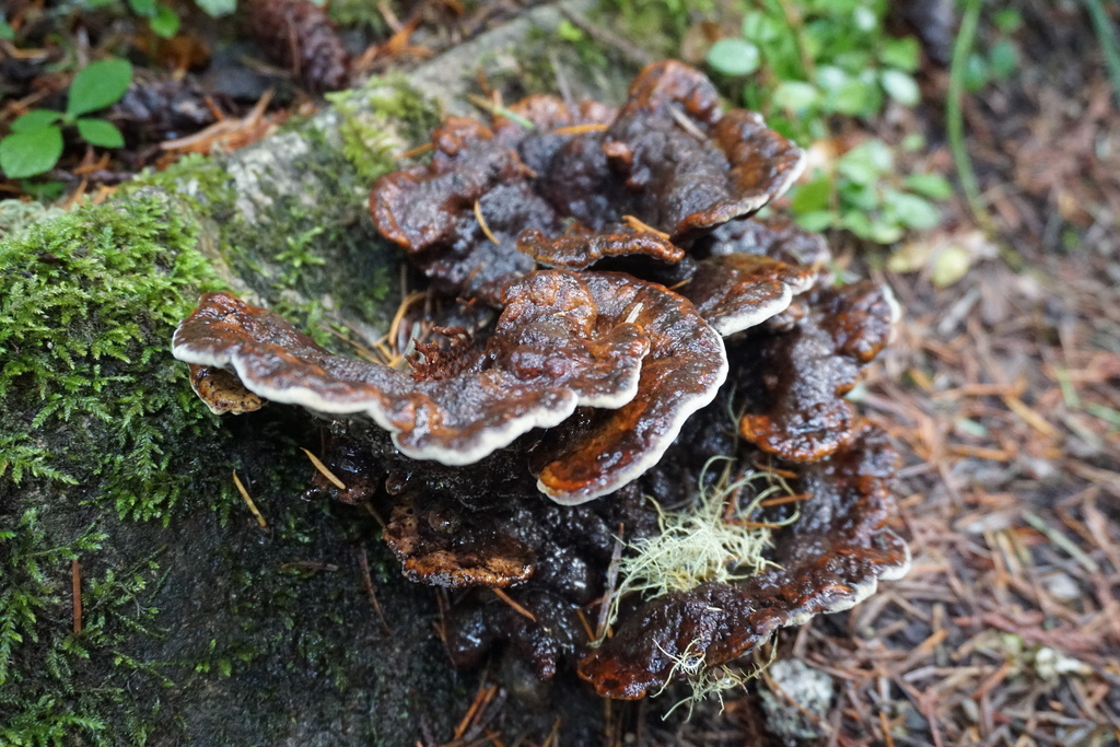 Phaeolus hispidoides · November 2025 · photo: © murray39 (iNaturalist, cc-by)