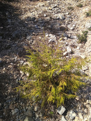 Juniperus flaccida