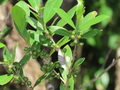 Tricalysia
