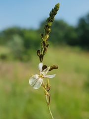 Indigofera zeyheri