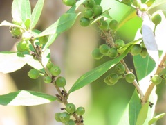 Tricalysia