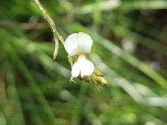 Indigofera zeyheri