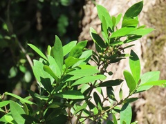 Tricalysia