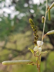 Indigofera zeyheri