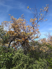 Quercus laceyi