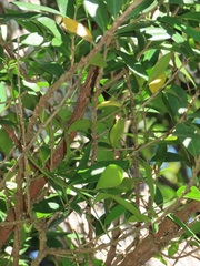 Tricalysia