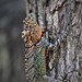 Spiny Lava Lizard - Photo (c) Mariel Gall, some rights reserved (CC BY-NC), uploaded by Mariel Gall