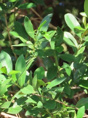 Tricalysia