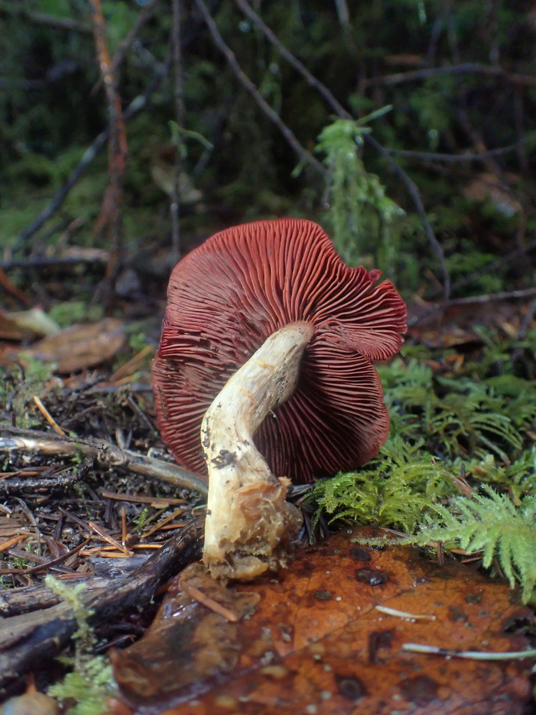 Cortinarius smithii · November 2025 · photo: © dgwdoesthings (iNaturalist, cc0)
