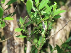 Tricalysia