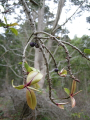 Myrsine lessertiana