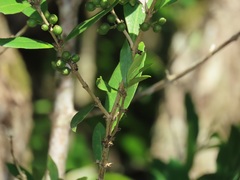 Tricalysia