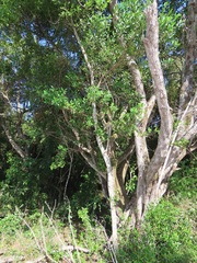 Tricalysia