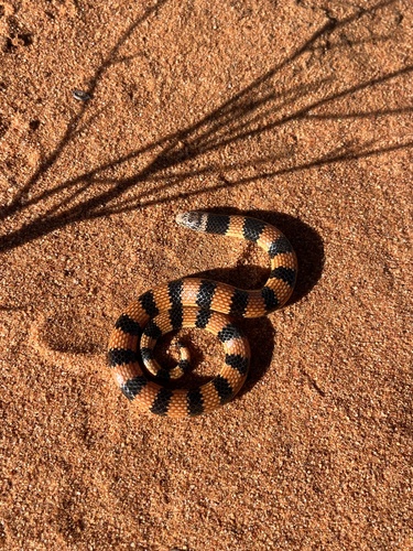 Southern Desert Banded Snake sighting