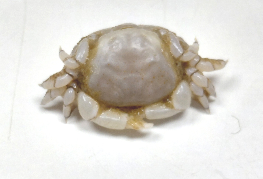 Holothuriophilus pacificus