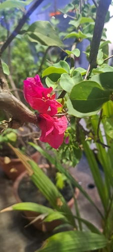 beautiful bougainvillea