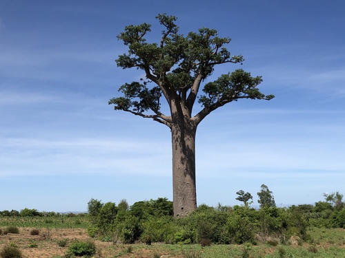 Adansonia za Baill.