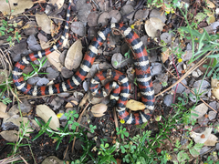 Lampropeltis zonata