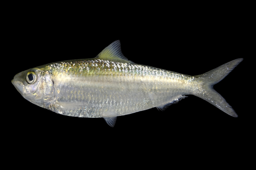 Fimbriated sardine (Sardinella fimbriata) — Clupeidae — 2