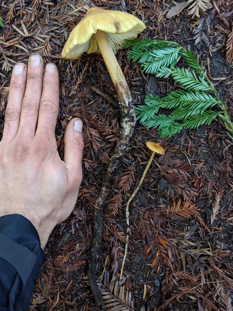 Tailroots