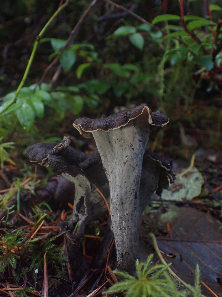 Craterellus calicornucopioides · November 2025 · photo: © dgwdoesthings (iNaturalist, cc0)
