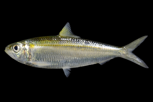Goldstripe sardinella (Sardinella gibbosa) — Clupeidae