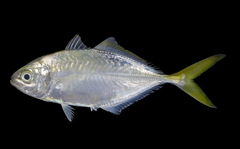 Herring Scad photo 2