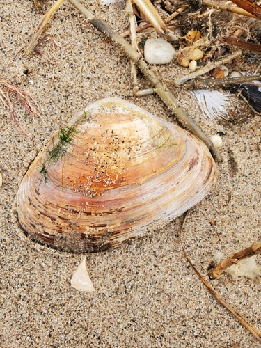 West Atlantic Surfclam