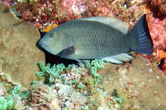 Notolabrus inscriptus