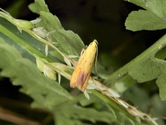 Gymnobathra flavidella