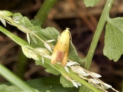Gymnobathra flavidella