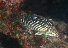 Notolabrus inscriptus