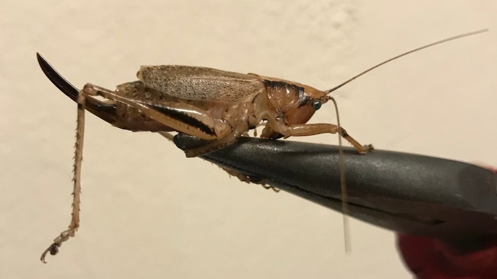 Parasubria