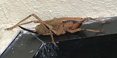 Parasubria vittipes