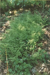 Cystopteris bulbifera