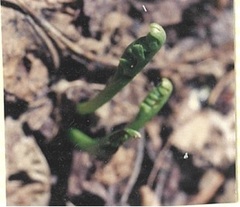 Botrychium ascendens