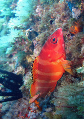Epinephelus fasciatus