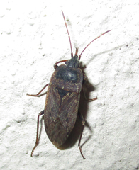 Naphiellus dilutus