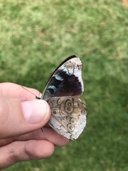 Eunica volumna