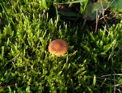Galerina