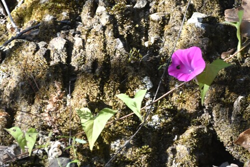 Scarlet Morning Glory (Ipomoea elongata)