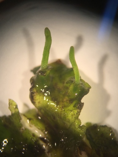 Image of Carolina Hornwort (Phaeoceros carolinianus) by (c) Brandon Corder, some rights reserved (CC BY)