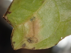 Phytomyza loewii